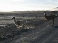 Coipasa Salt Flats (10)